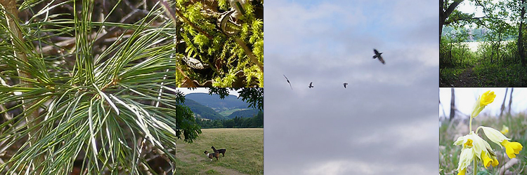 Al Nour - Landschaft und Flora