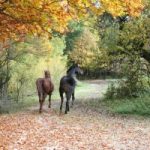 Pferde im Wald